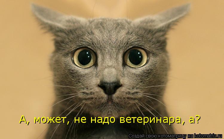 А, может, не надо ветеринара, а?... Котоматрица: А, может, не надо ветеринара, а?