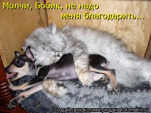 Котоматрица: Молчи, Бобик, не надо меня благодарить...