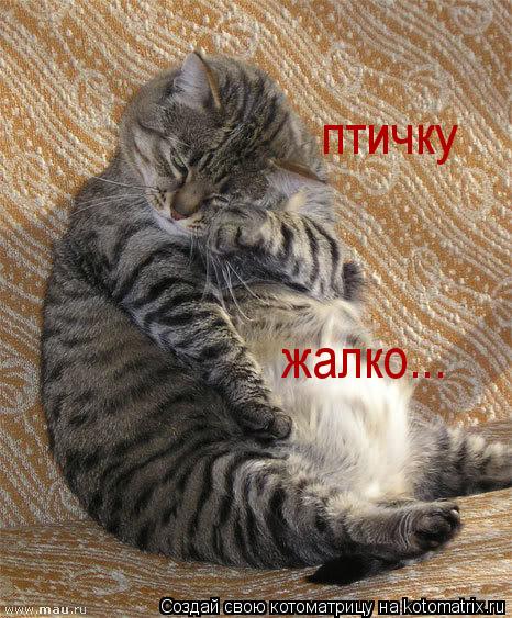 Котоматрица: птичку  жалко...