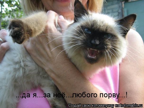 Котоматрица: ...да я...за неё...любого порву...!