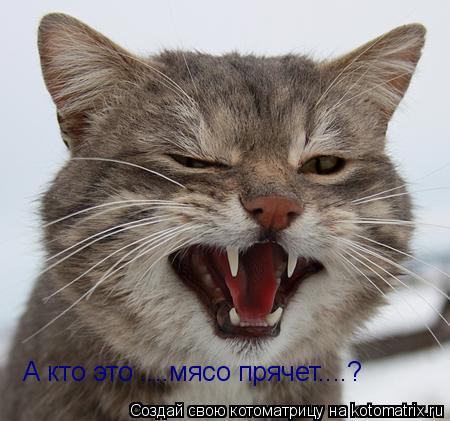 Котоматрица: А кто это ....мясо прячет....?