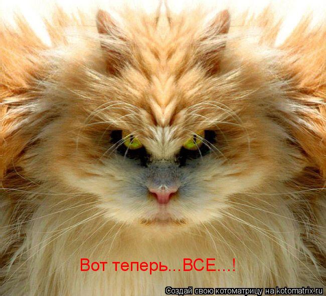 Котоматрица: Вот теперь...ВСЕ...!