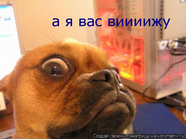 Котоматрица: а я вас виииижу