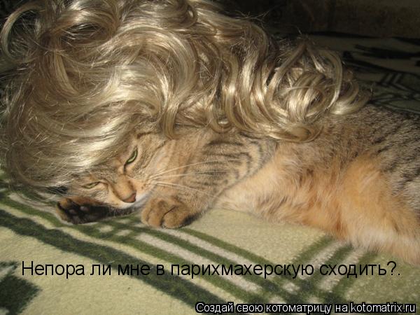 Котоматрица: Непора ли мне в парихмахерскую сходить?.