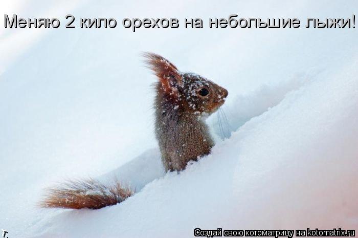 Меняю 2 кило орехов на небольшие лыжи!... Котоматрица: Меняю 2 кило орехов на небольшие лыжи!