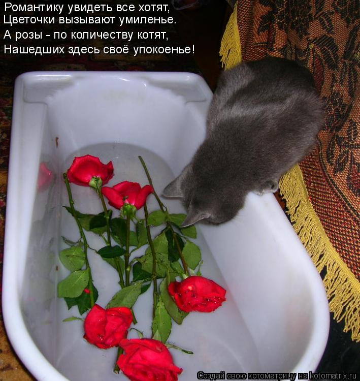 Романтику увидеть все хотят, Цветочки вызывают умиленье. А розы - по количеству котят, Нашедших здесь... Котоматрица: Романтику увидеть все хотят, Цветочки вызывают умиленье. А розы - по количеству котят, Нашедших здесь своё упокоенье!