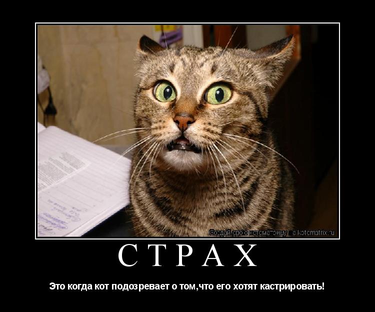 Страх Это когда кот подозревает о том,что его хотят кастрировать!... Котоматрица: Страх Это когда кот подозревает о том,что его хотят кастрировать!