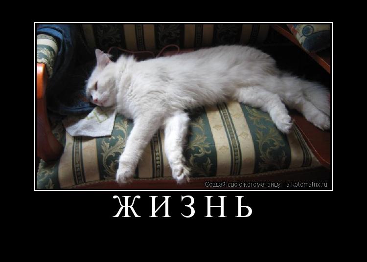Котоматрица: Жизнь 