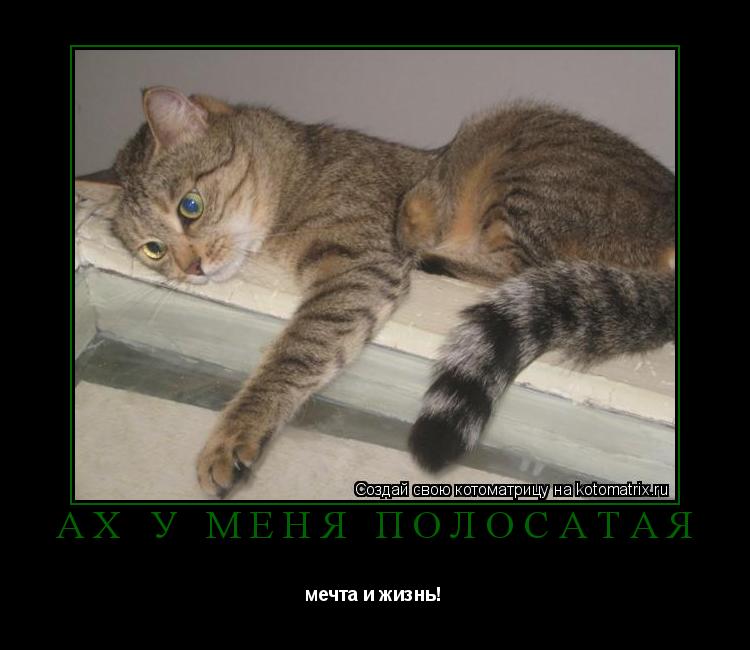 Ах у меня полосатая мечта и жизнь!... Котоматрица: Ах у меня полосатая мечта и жизнь!