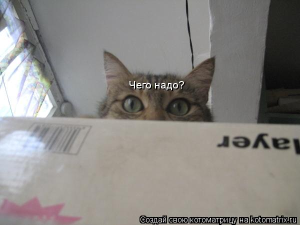 Котоматрица: Чего надо?