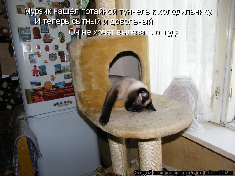 Котоматрица: Мурзик нашёл потайной туннель к холодильнику. И теперь сытный и довольный Он не хочет вылезать оттуда
