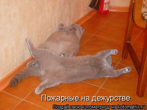 Пожарные на дежурстве.... Котоматрица: Пожарные на дежурстве.