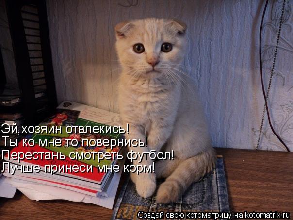 Эй,хозяин отвлекись! Ты ко мне то повернись! Перестань смотреть футбол! Лучше принеси мне корм!... Котоматрица: Эй,хозяин отвлекись! Ты ко мне то повернись! Перестань смотреть футбол! Лучше принеси мне корм!