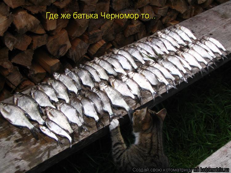 Где же батька Черномор то...... Котоматрица: Где же батька Черномор то...