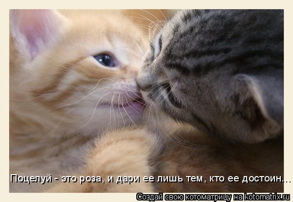 Поцелуй - это роза, и дари ее лишь тем, кто ее достоин Поцелуй - это роза, и дари ее лишь тем, кто ее... Котоматрица: Поцелуй - это роза, и дари ее лишь тем, кто ее достоин Поцелуй - это роза, и дари ее лишь тем, кто ее достоин...