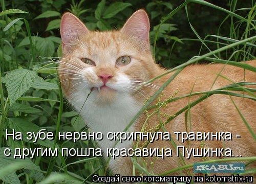 На зубе нервно скрипнула травинка - с другим пошла красавица Пушинка...... Котоматрица: На зубе нервно скрипнула травинка - с другим пошла красавица Пушинка...