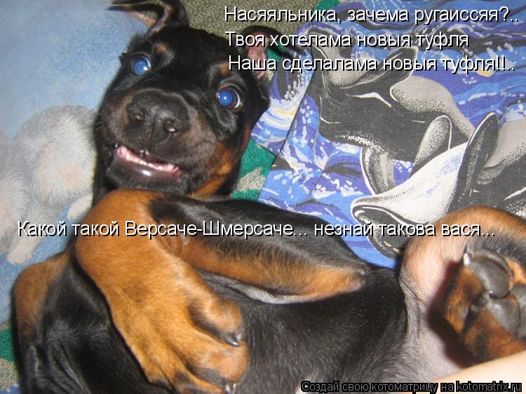 Насяяльника, зачема ругаиссяя?.. Твоя хотелама новыя туфля Наша сделалама новыя туфля!!.. Какой такой... Котоматрица: Насяяльника, зачема ругаиссяя?.. Твоя хотелама новыя туфля Наша сделалама новыя туфля!!.. Какой такой Версаче-Шмерсаче... незнай такова вася...