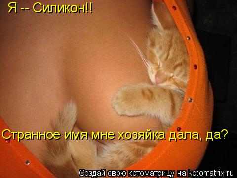 Я -- Силикон!! Странное имя мне хозяйка дала, да?... Котоматрица: Я -- Силикон!! Странное имя мне хозяйка дала, да?