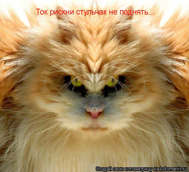 Котоматрица: Ток рискни стульчак не поднять...