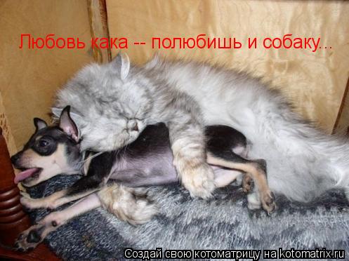 Котоматрица: Любовь кака -- полюбишь и собаку...