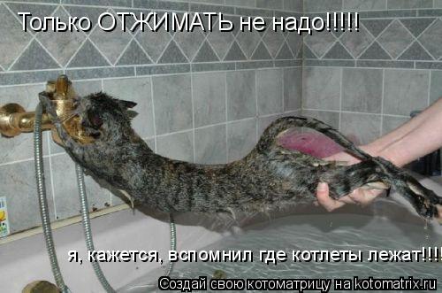 Только ОТЖИМАТЬ не надо!!!!! я, кажется, вспомнил где котлеты лежат!!!!... Котоматрица: Только ОТЖИМАТЬ не надо!!!!! я, кажется, вспомнил где котлеты лежат!!!!