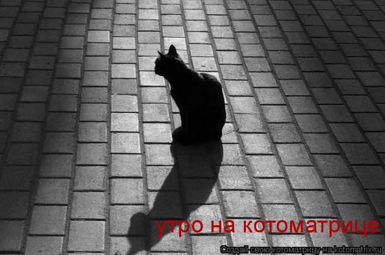 утро на котоматрице... Котоматрица: утро на котоматрице