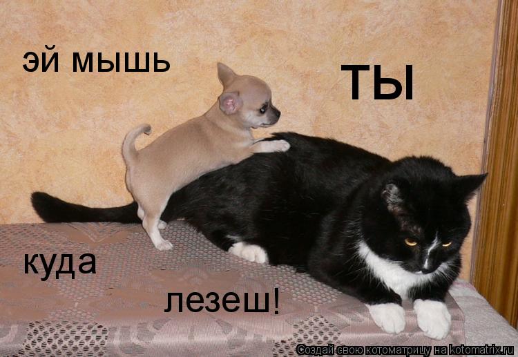 эй мышь ты куда лезеш !... Котоматрица: эй мышь ты куда лезеш !