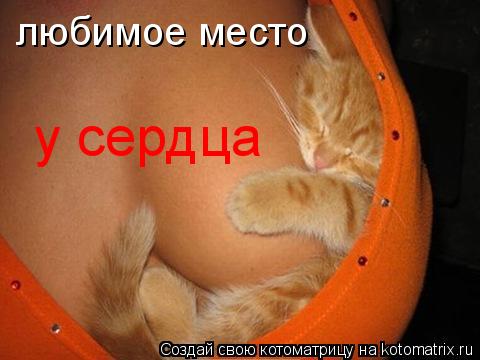 любимое место у сердца... Котоматрица: любимое место у сердца