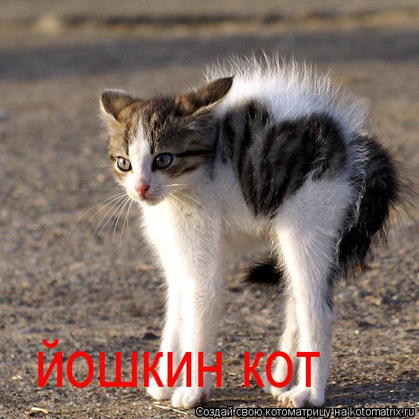 йошкин кот... Котоматрица: йошкин кот