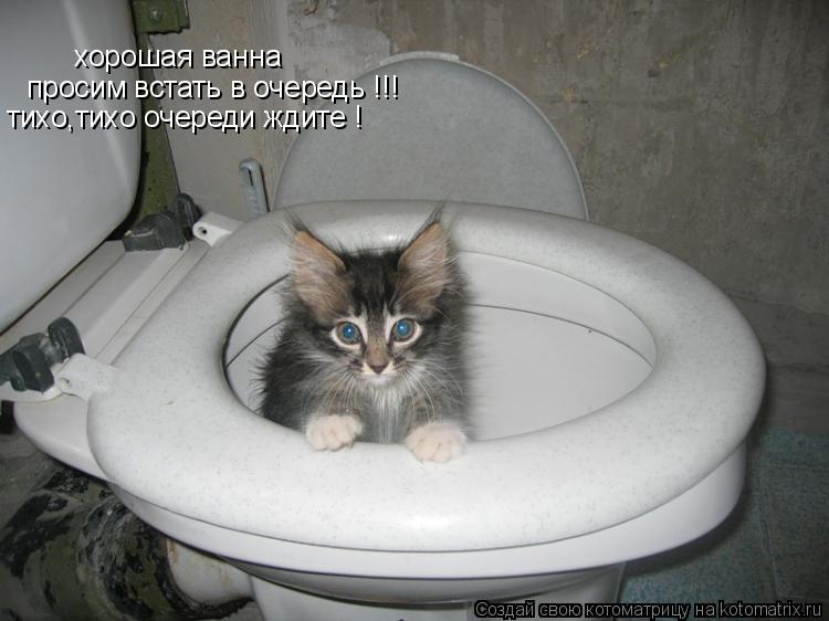 хорошая ванна просим встать в очередь !!! тихо,тихо очереди ждите !... Котоматрица: хорошая ванна просим встать в очередь !!! тихо,тихо очереди ждите !
