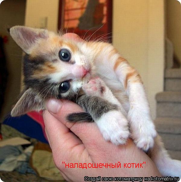 "наладошечный котик"... Котоматрица: "наладошечный котик"