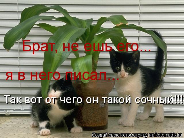 Брат, не ешь его... я в него писал... Так вот от чего он такой сочный!!!!... Котоматрица: Брат, не ешь его... я в него писал... Так вот от чего он такой сочный!!!!