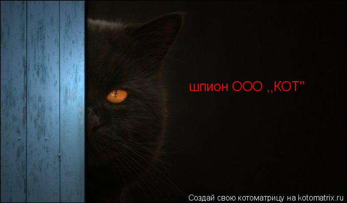 шпион ООО ,,КОТ"... Котоматрица: шпион ООО ,,КОТ"