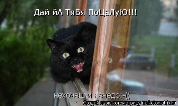 Дай йА ТяБя ПоЦаЛуЮ!!! нехочеш и ненедо:-((... Котоматрица: Дай йА ТяБя ПоЦаЛуЮ!!! нехочеш и ненедо:-((