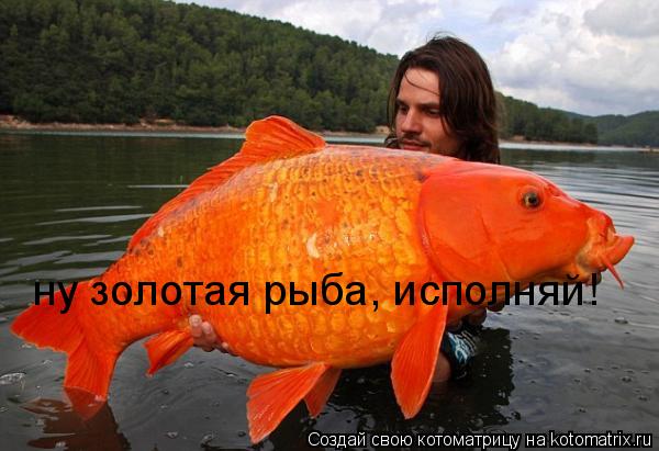ну золотая рыба, исполняй!... Котоматрица: ну золотая рыба, исполняй!