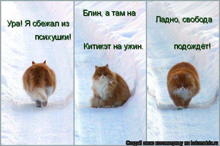 психушки! Блин, а там на Ура! Я сбежал из Китикэт на ужин. подождёт! Ладно, свобода... Котоматрица: психушки! Блин, а там на Ура! Я сбежал из Китикэт на ужин. подождёт! Ладно, свобода