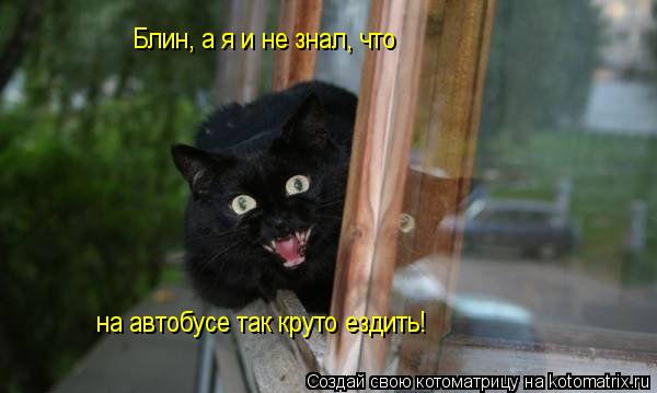 Блин, а я и не знал, что на автобусе так круто ездить!... Котоматрица: Блин, а я и не знал, что на автобусе так круто ездить!