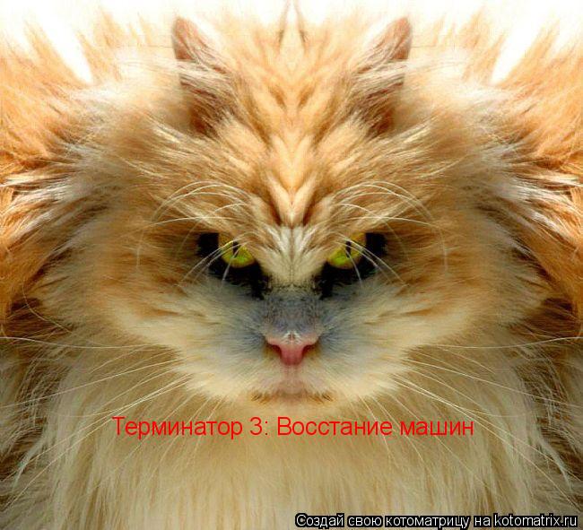 Терминатор 3: Восстание машин... Котоматрица: Терминатор 3: Восстание машин