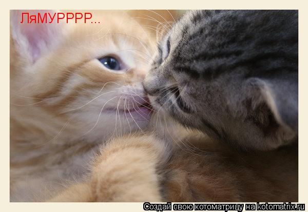 Котоматрица: ЛяМУРРРР...