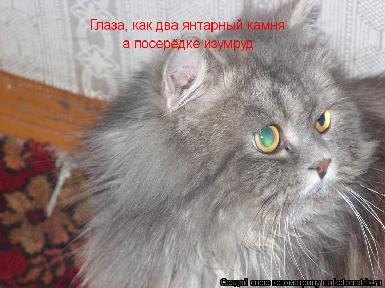 Глаза, как два янтарный камня а посерёдке изумруд... Котоматрица: Глаза, как два янтарный камня а посерёдке изумруд