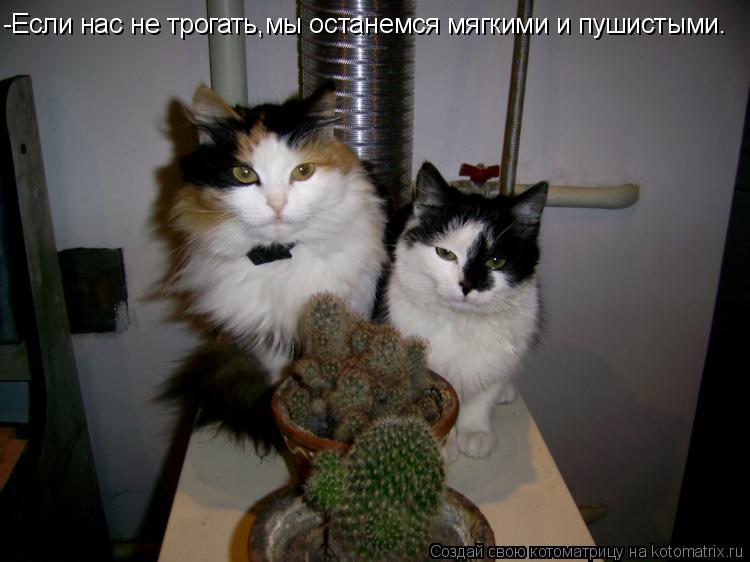 Котоматрица: -Если нас не трогать,мы останемся мягкими и пушистыми.