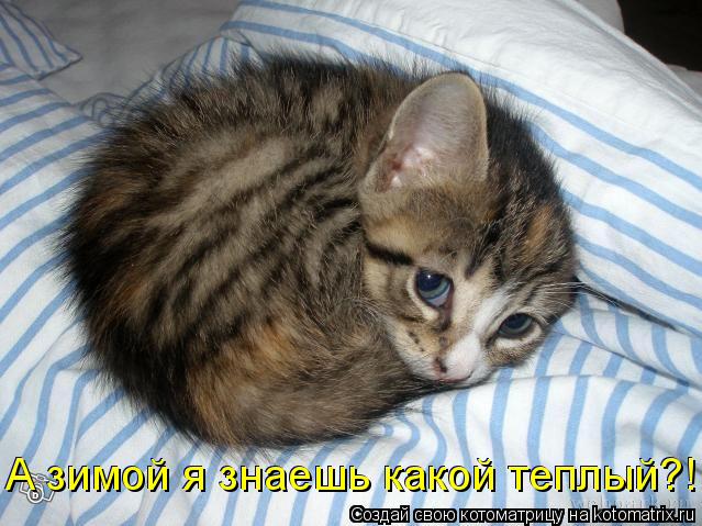 Котоматрица: А зимой я знаешь какой теплый?! А зимой я знаешь какой теплый?!