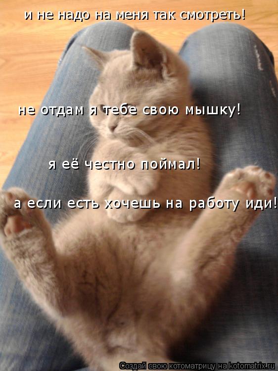 Котоматрица: и не надо на меня так смотреть! не отдам я тебе свою мышку! я её честно поймал! а если есть хочешь на работу иди!