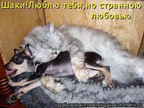 Котоматрица: Шаки!Люблю тебя,но странною любовью  любовью