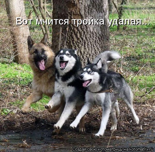Котоматрица: Вот мчится тройка удалая...