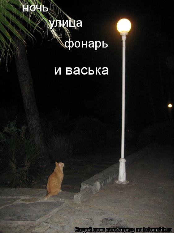 Котоматрица: ночь  улица фонарь и васька