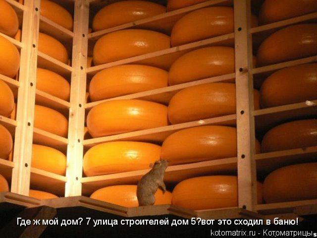 Котоматрица: Где ж мой дом? 7 улица строителей дом 5?вот это сходил в баню!