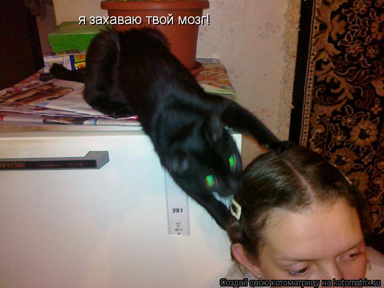 Котоматрица: я захаваю твой мозг!