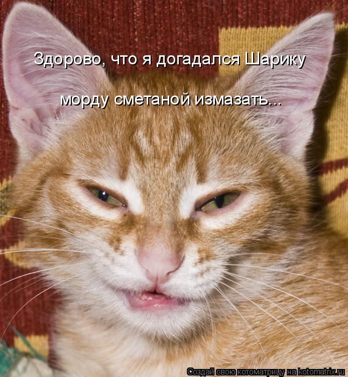 Котоматрица: морду сметаной измазать... Здорово, что я догадался Шарику