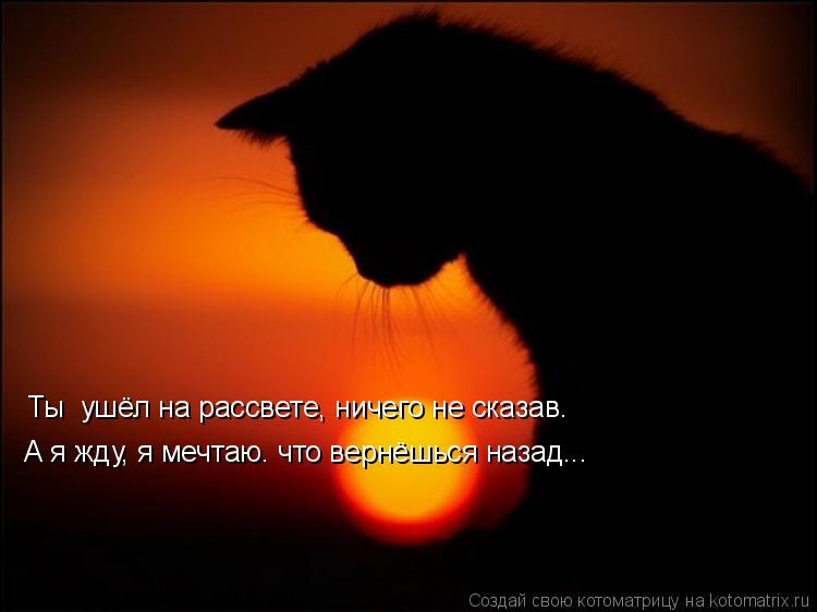 Котоматрица: Ты  ушёл на рассвете, ничего не сказав. А я жду, я мечтаю. что вернёшься назад...